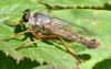 Aneomochtherus flavicornis